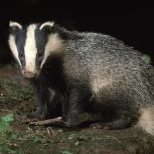 Meles meles - Badger - looking towards camera sat on foliage