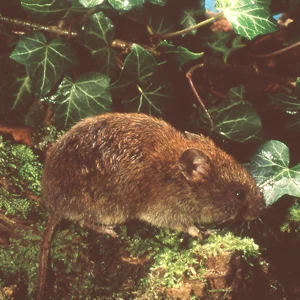 Myodes glareolus - Bank Vole - sat on foliage