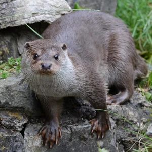 Lutra lutra - Otter - looking towards camera stood on rock