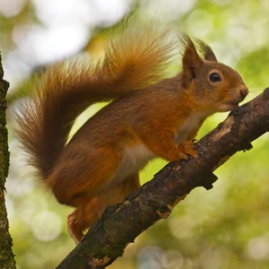 Sciurus vulgaris - Red Squirrel - leaning on tree branch