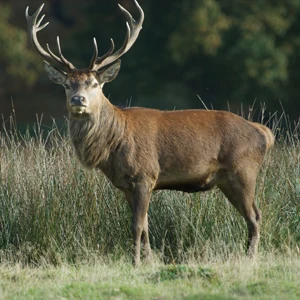 Cervus elaphus - Red Deer - looking towards camera in the distance